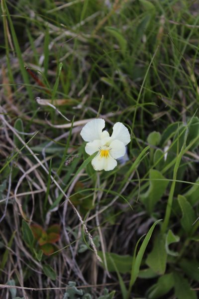 Viola oreades, photographed by Dmitriy Bochkov