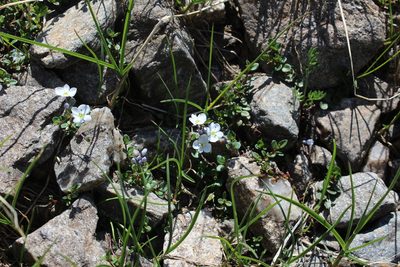 Veronica telephiifolia, photographed by Dmitriy Bochkov