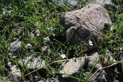 Veronica telephiifolia, photographed by Dmitriy Bochkov