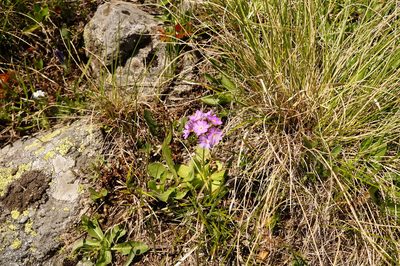 Primula algida, photographed by Dmitriy Bochkov