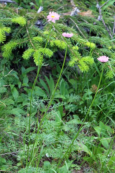 Tanacetum coccineum, photographed by Dmitriy Bochkov