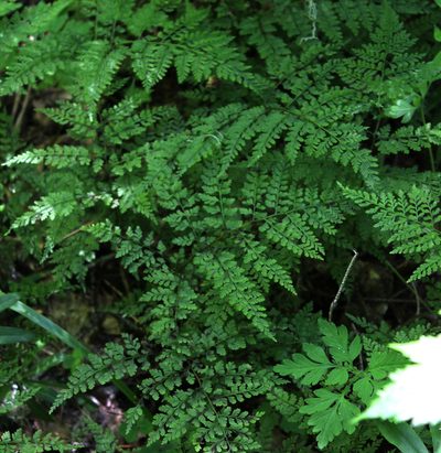 Cystopteris sudetica, photographed by Dmitriy Bochkov