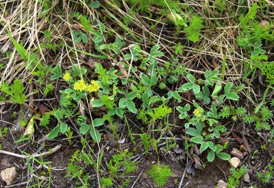 Sibbaldia parviflora, photographed by Dmitriy Bochkov