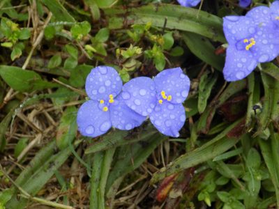 Tradescantia hirsutiflora, photographed by Blake Bringhurst