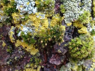 Orthotrichum stellatum, photographed by Rafael Medina