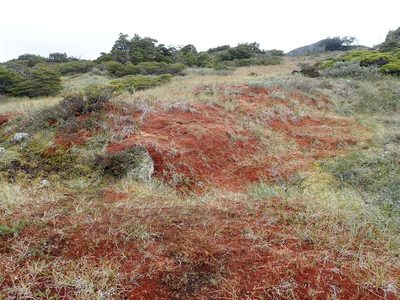 Sphagnum magellanicum, photographed by John Brew