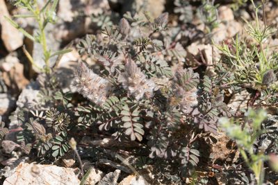 Dalea mollis, photographed by Jesse Rorabaugh