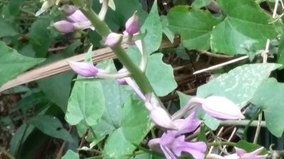 Calanthe sylvatica, photographed by grabbarg