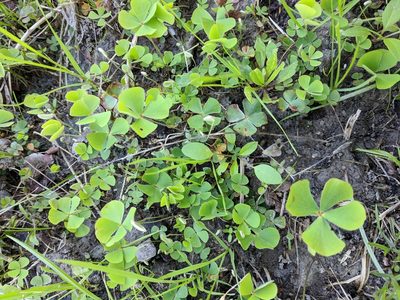 Marsilea macropoda, photographed by Alison Northup