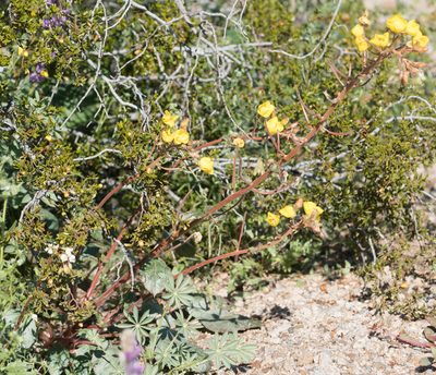 Chylismia brevipes, photographed by Jesse Rorabaugh