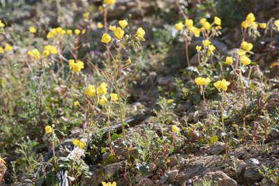 Chylismia brevipes, photographed by Jesse Rorabaugh