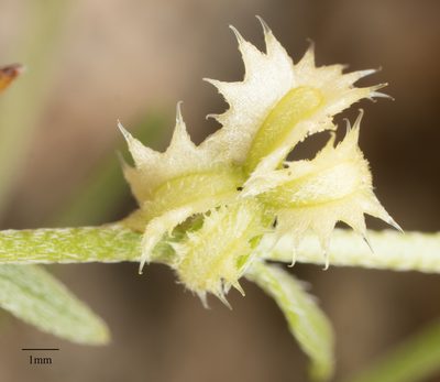 Pectocarya platycarpa, photographed by Jesse Rorabaugh