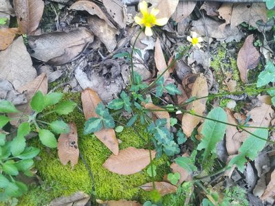 Ranunculus sierrae-orientalis, photographed by Francisco Martínez González