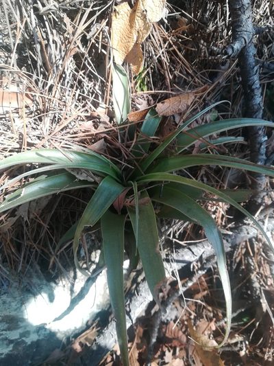 Tillandsia parryi, photographed by Francisco Martínez González