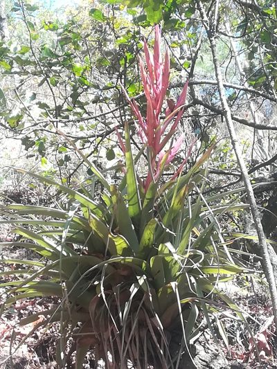 Tillandsia parryi, photographed by Francisco Martínez González