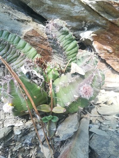 Lenophyllum acutifolium, photographed by Francisco Martínez González