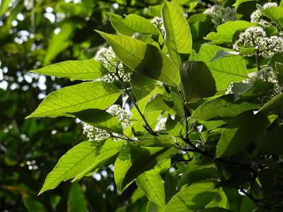 Pourthiaea arguta, photographed by 葉子
