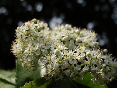Pourthiaea arguta, photographed by 葉子