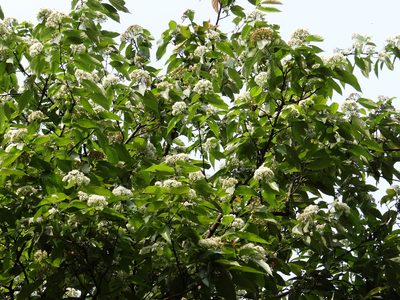 Pourthiaea arguta, photographed by 葉子