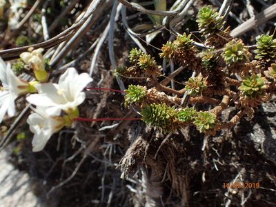 Forstera mackayi, photographed by Duncan Cunningham