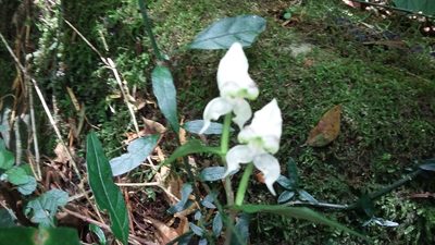 Disperis fanniniae, photographed by grabbarg