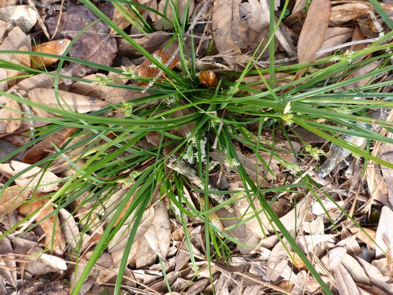 Carex floridana, photographed by mfeaver