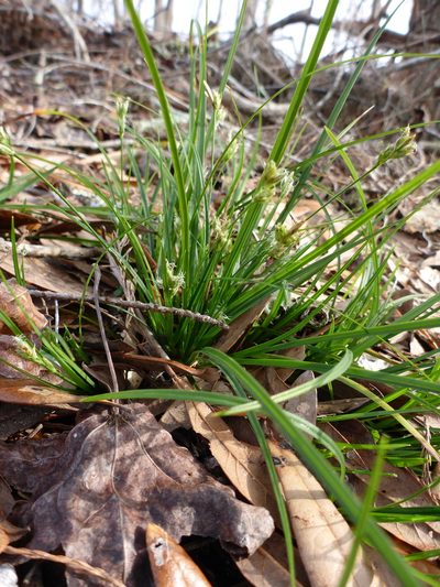 Carex floridana, photographed by mfeaver