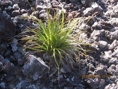 Morelotia gahniiformis, photographed by Steve Wells