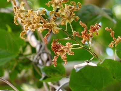Dendrobium discolor, photographed by botanygirl