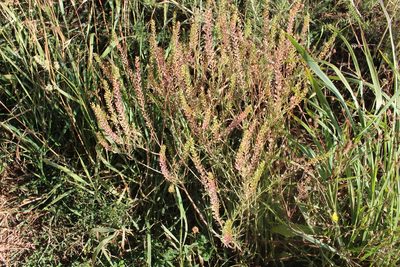 Lepidium bonariense, photographed by Joe Potter Butler