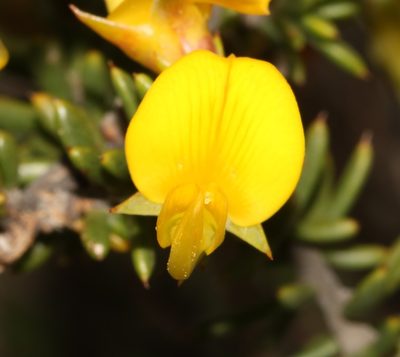 Aspalathus fusca, photographed by Brian du Preez