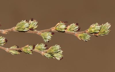 Cliffortia sericea, photographed by Brian du Preez