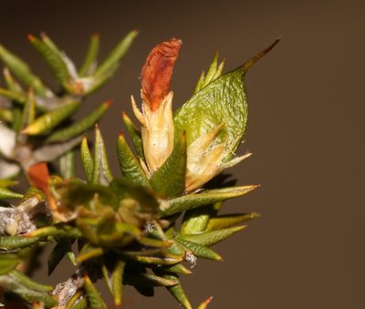 Amphithalea bowiei, photographed by Brian du Preez