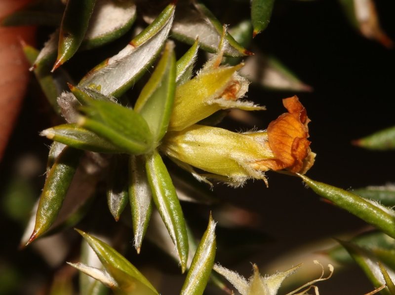 Amphithalea bowiei, photographed by Brian du Preez