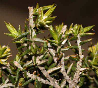 Amphithalea bowiei, photographed by Brian du Preez