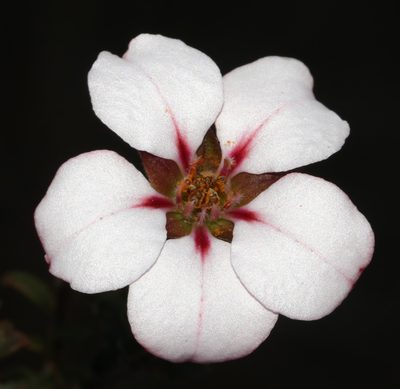 Adenandra acuta, photographed by Brian du Preez
