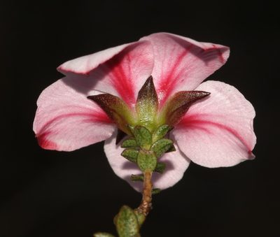 Adenandra acuta, photographed by Brian du Preez