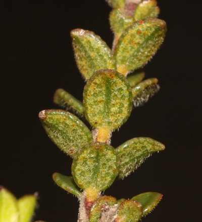 Adenandra acuta, photographed by Brian du Preez