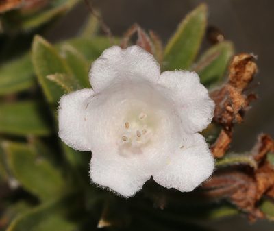 Lobostemon curvifolius, photographed by Brian du Preez