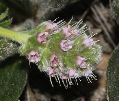 Echiostachys ecklonianus, photographed by Brian du Preez