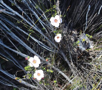 Adenandra acuta, photographed by Brian du Preez