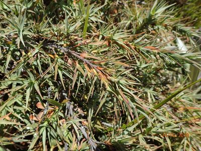 Dracophyllum pubescens, photographed by Duncan Cunningham