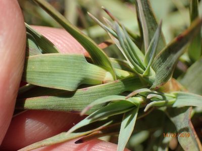 Dracophyllum pubescens, photographed by Duncan Cunningham