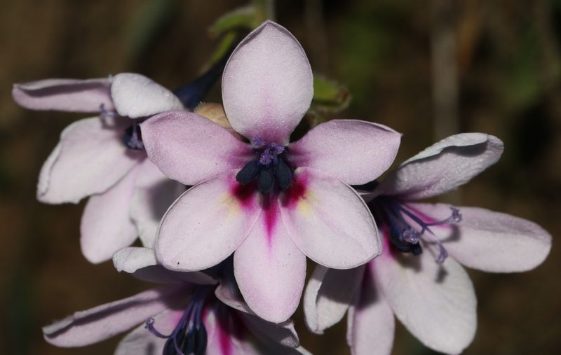 Babiana patersoniae, photographed by Brian du Preez