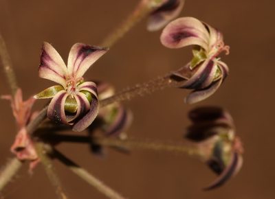 Pelargonium anethifolium, photographed by Brian du Preez