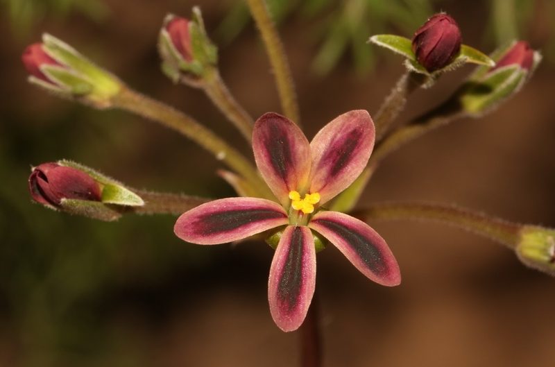 Pelargonium anethifolium, photographed by Brian du Preez