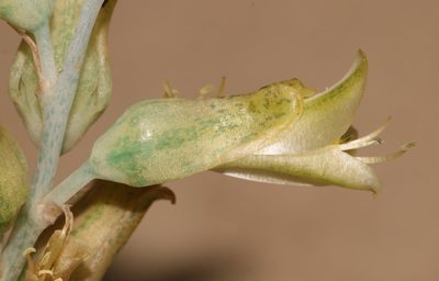 Lachenalia judithiae, photographed by Brian du Preez