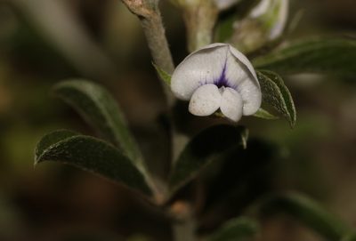 Psoralea spissa, photographed by Brian du Preez