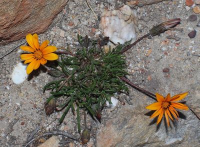 Gazania ciliaris, photographed by Brian du Preez