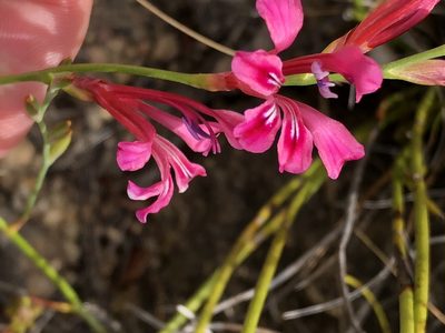 Tritoniopsis ramosa, photographed by Dave U